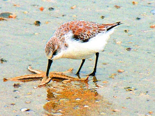 Starfish Bird Archival Artist Print