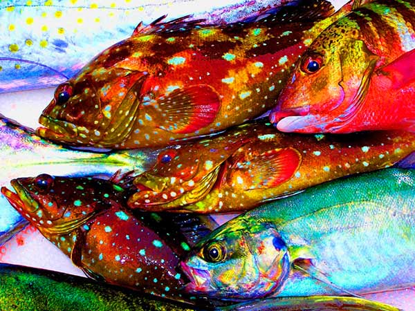 Puerto Vallarta Catch Art Fish Print