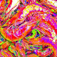 Fresh Shrimp Calypso Art Print