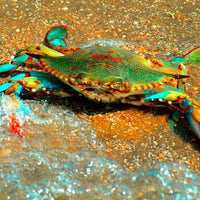 Coastal Crab Art Print on Museum Watercolor Paper