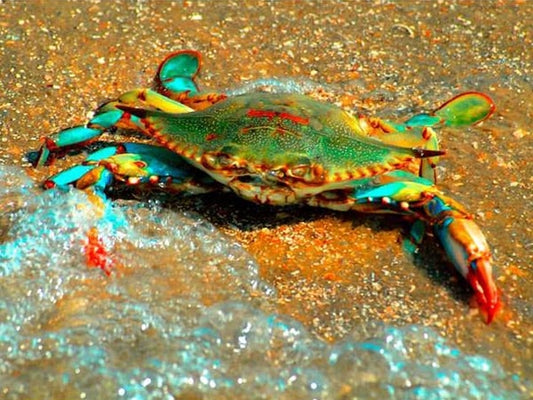Coastal Crab Art Print on Museum Watercolor Paper