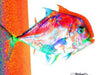 Red Pompano Premium Art Print