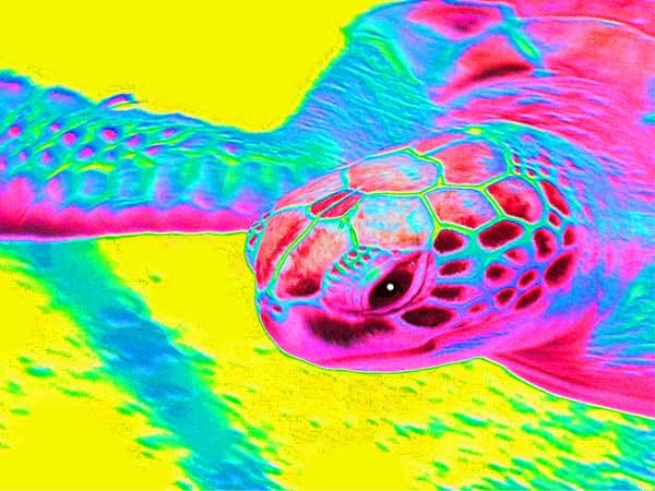 Sea Turtle Art Print Featuring Mr. Turtlehead
