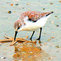 Starfish Bird Archival Artist Print