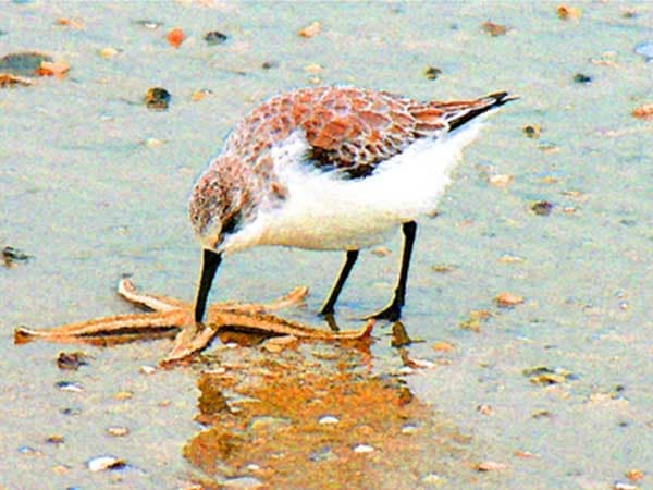 Starfish Bird Archival Artist Print